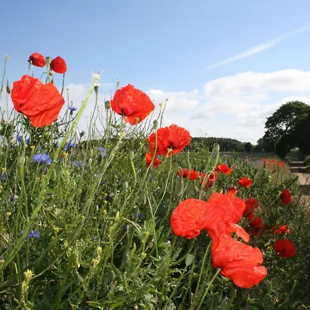 Apartman In Dargun, Mecklenburg Mit Schwimmbad Barlin
